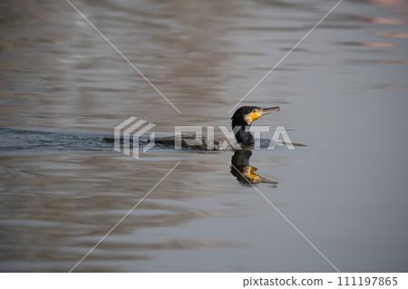 Great Cormorant Swimming 111197865