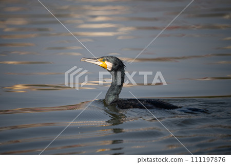 Great Cormorant Swimming 111197876
