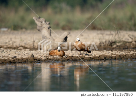 Pair of Ruddy Shelducks on River Bank 111197890
