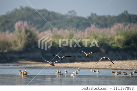 Ruddy Shelducks in Flight 111197898