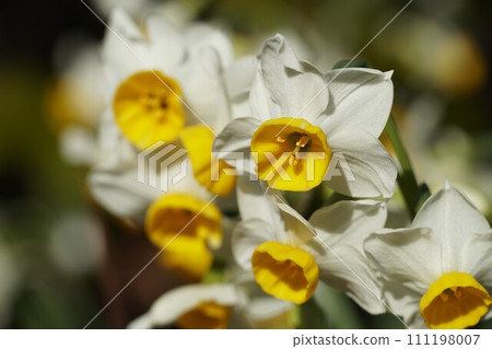 Flowers that herald spring: Japanese daffodils 111198007