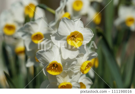 Flowers that herald spring: Japanese daffodils 111198016
