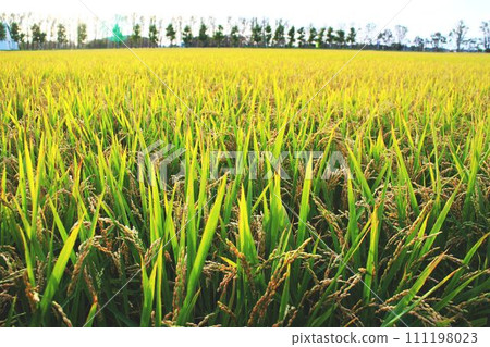 金色的稻田即將收割 111198023