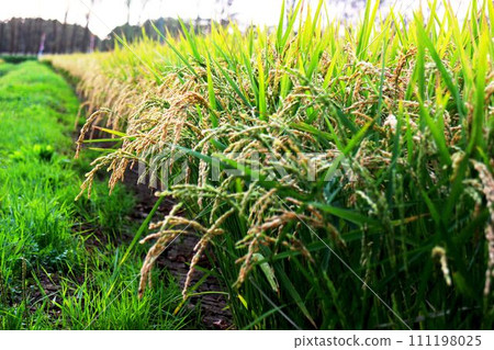 熟稻低頭 111198025