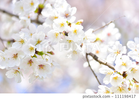 Cherry blossom, cherry tree, spring 111198417