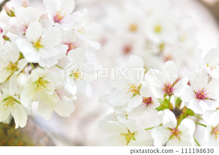Cherry blossom, cherry tree, spring Cherry blossom, cherry tree, spring 111198630