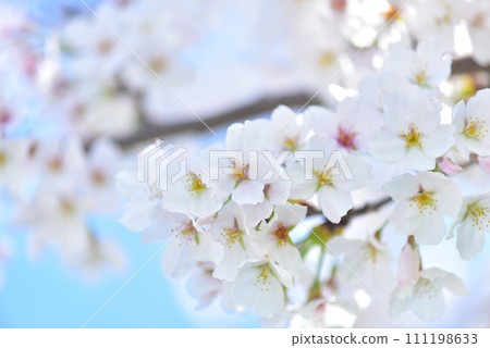 Cherry blossom, cherry tree, spring 111198633