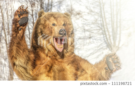 Taxidermy of a Kamchatka brown bear in forest on winter on sunlight Taxidermy of a Kamchatka brown bear in forest on winter on sunlight 111198721