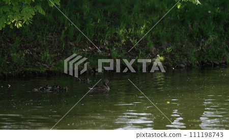mother duck with babies swimming in a pond mother duck with babies swimming in a pond 111198743