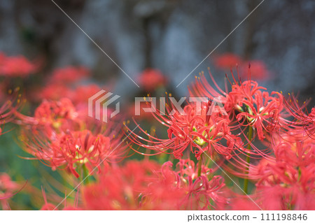 群集孤挺花 111198846