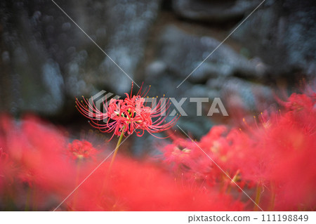 群集孤挺花 111198849