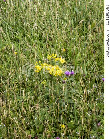 Yellow blooming flower called Ragwort in Ireland 111199069