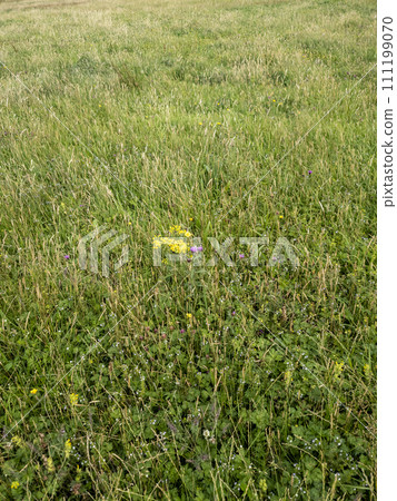 Yellow blooming flower called Ragwort in Ireland 111199070
