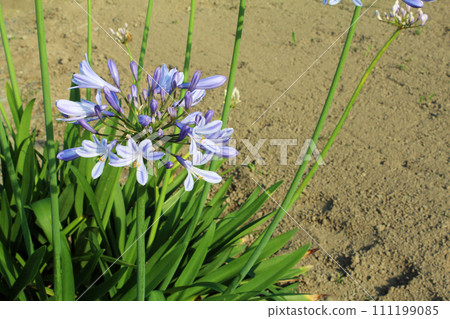 Agapanthus Agapanthus 111199085