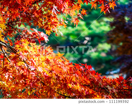 秋天的風景 美麗多彩的秋葉 111199392