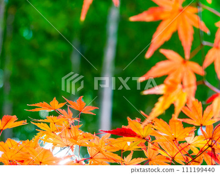 秋天的風景:美麗多彩的秋葉和竹林 秋天的風景:美麗多彩的秋葉和竹林 111199440