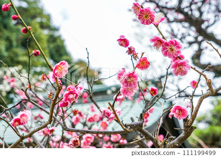 Plum season: Fudatenjin Shrine (Chofu City, Tokyo) Plum season: Fudatenjin Shrine (Chofu City, Tokyo) 111199499