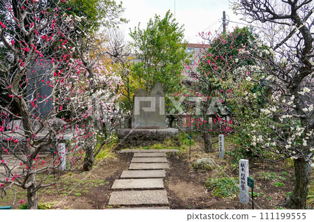 Plum season: Fudatenjin Shrine (Chofu City, Tokyo) Plum season: Fudatenjin Shrine (Chofu City, Tokyo) 111199555
