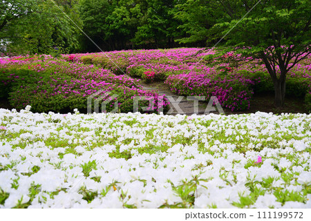 Atsugi Azalea Hill Park with azaleas in full bloom 111199572