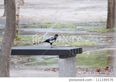 Magpie photographed on a chair in Taichung Central Park 111199576