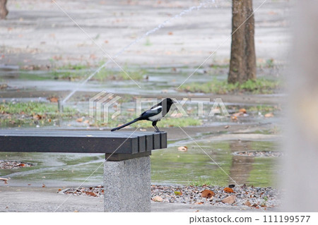 Magpie photographed on a chair in Taichung Central Park 111199577