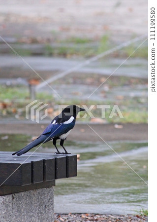 Magpie photographed on a chair in Taichung Central Park 111199580