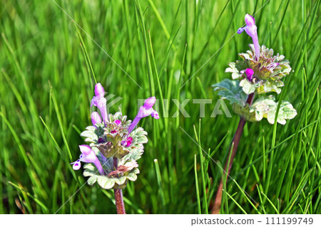 Hotokenosa (Buddha's seat) Hotokenosa (Buddha's seat) 111199749