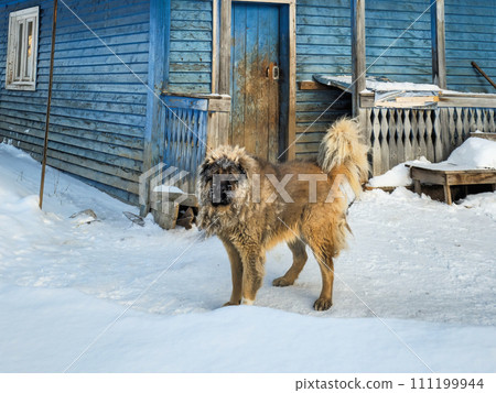 Countryside house view with dog, standing near in winter. Countryside house view with dog, standing near in winter. 111199944