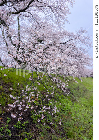 Kanazaki Sakura Bank Cherry Blossoms in the Rain 111199978