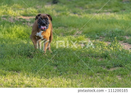 Focused Fetch in the Field 111200185