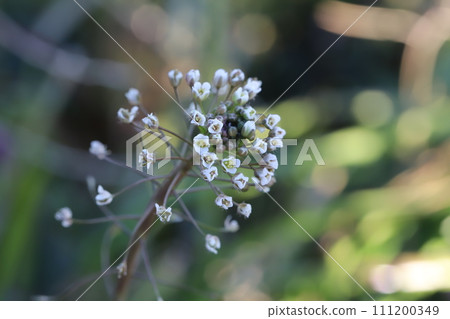 冬天田野裡盛開的白色牧羊人花 111200349
