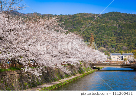 春天的京都，運河兩岸櫻花盛開 111200431
