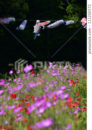 罌粟海和鯉魚旗 111200572