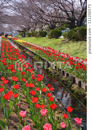 櫻花與鬱金香的表演－江川瀨綠道 111200573