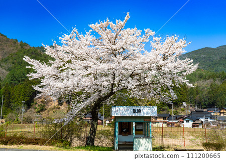 [Important Preservation District for Groups of Traditional Buildings] Oyamachi Osugi Retro bus stop, Yoshino cherry trees and village 2 Yabu City, Hyogo Prefecture 111200665