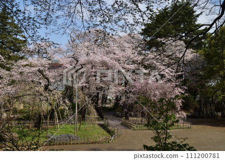 Snap photo: Cherry blossoms in full bloom 4 Mamasan Koboji Temple Snap photo: Cherry blossoms in full bloom 4 Mamasan Koboji Temple 111200781