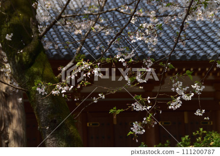 快照:盛開的櫻花 10 間山弘法寺 快照:盛開的櫻花 10 間山弘法寺 111200787