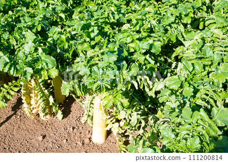 Miura radish planted in the field Miura radish planted in the field 111200814