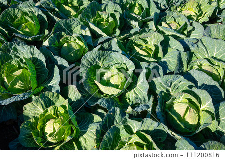 田間種植的捲心菜 111200816