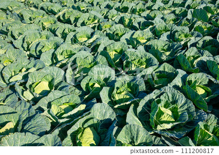 田間種植的捲心菜 111200817