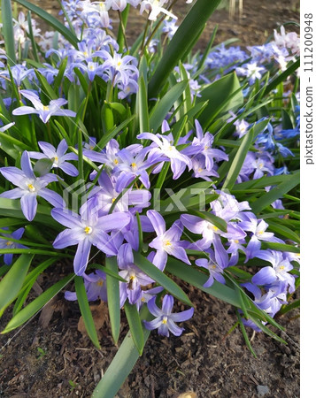 Gently blue flowers of spring blooming chionodoxa, collected inflorescences against a background of green leaves Gently blue flowers of spring blooming chionodoxa, collected inflorescences against a background of green leaves 111200948