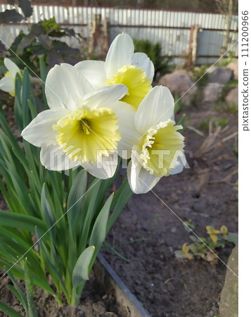 White with yellow flowers of daffodils, a bush of daffodils against a background of green leaves in the garden 111200966