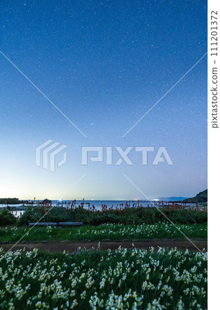 Daffodils and winter starry sky at Tsumekizaki Park Daffodils and winter starry sky at Tsumekizaki Park 111201372