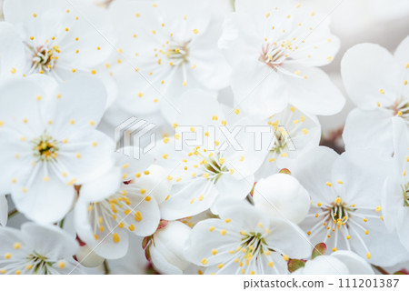 Spring background with white blossoms and sunbeamson Branches of blossoming cherry macro with soft focus background. Easter and spring greeting cards. Springtime Spring background with white blossoms and sunbeamson Branches of blossoming cherry macro with soft focus background. Easter and spring greeting cards. Springtime 111201387
