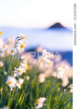 The morning in Narukasaki where daffodils bloom The morning in Narukasaki where daffodils bloom 111201396