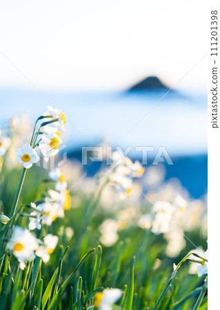 The morning in Narukasaki where daffodils bloom 111201398
