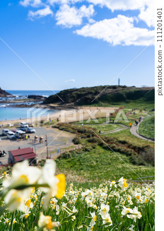 Tsumekizaki where Shimoda Blue and daffodils bloom 111201401