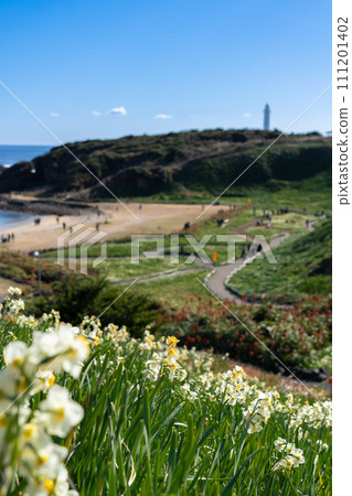 Tsumekizaki where Shimoda Blue and daffodils bloom Tsumekizaki where Shimoda Blue and daffodils bloom 111201402