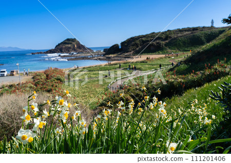 Tsumekizaki where Shimoda Blue and daffodils bloom Tsumekizaki where Shimoda Blue and daffodils bloom 111201406