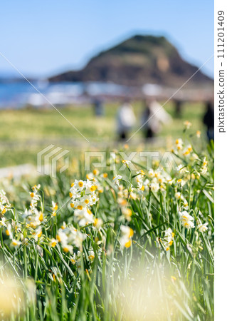 Tsumekizaki where Shimoda Blue and daffodils bloom Tsumekizaki where Shimoda Blue and daffodils bloom 111201409